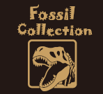 Fossil Collection